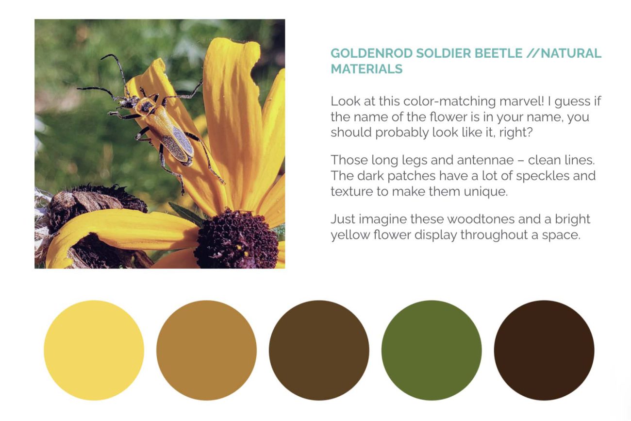 Goldenrod Beetle